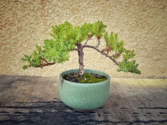 Small Juniper Bonsai Tree | Live Dwarf | Indoor/Outdoor | 100% Handcrafted| Home and Office Décor | Best Gift for Holiday