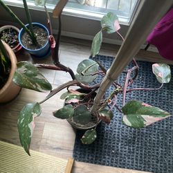 Pink Philodendron 