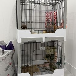 Two Bunny Cages 