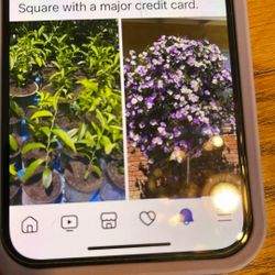 Yesterday Today And Tomorrow Flowering Plants 