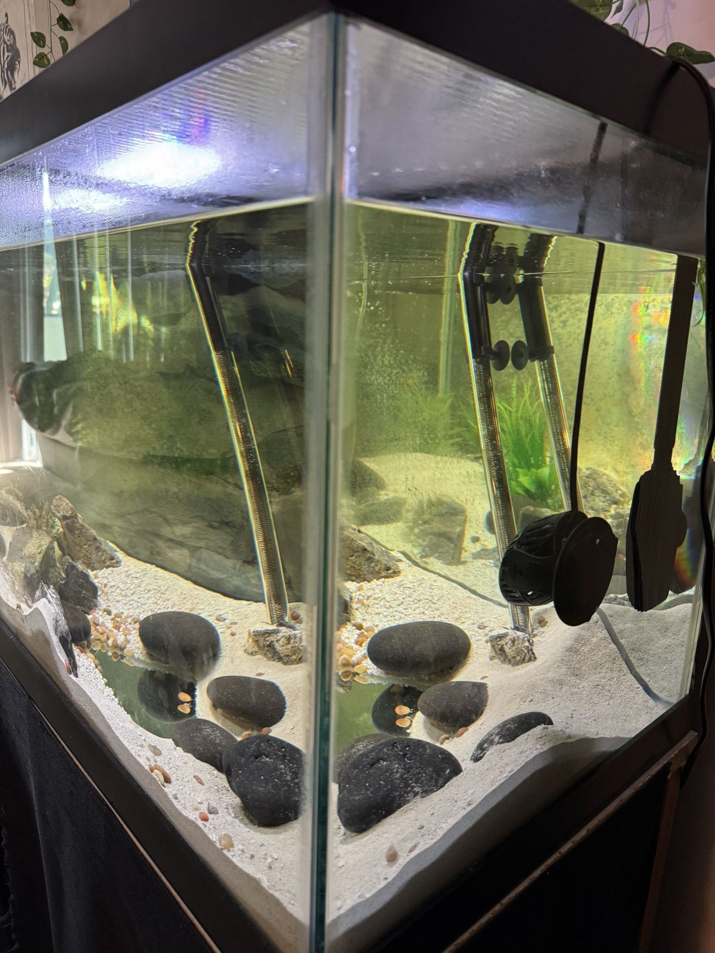 75 Gallon Fish Tank
