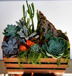 Rustic style succulents in Wooden crate
