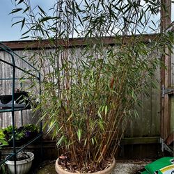 Bamboo plant