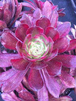 Succulents- mardigras