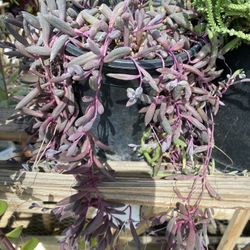 String Of Rubies In Gallon Pot 