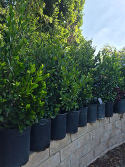 Ficus rees