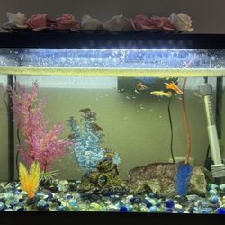 Fish Tank