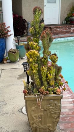 Monstrose cereus