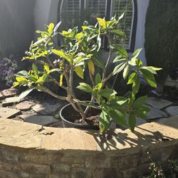 Plumeria Plant 