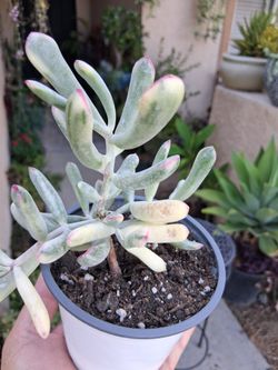 Variegated Cotyledon Plant $20