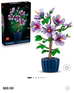 Hibiscus