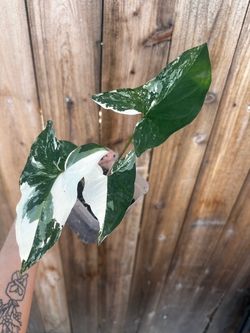 🤍💚 Syngonium Albo Plant