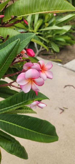 Pink Plumeria