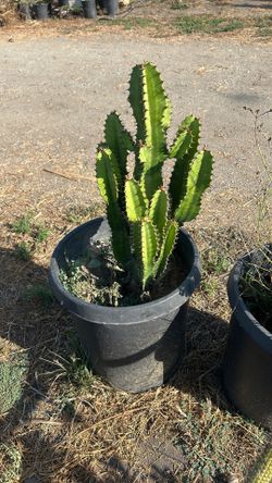 Cactus