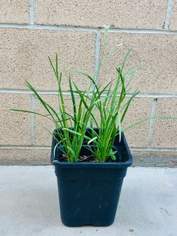 Chinese chives. Plants 🪴