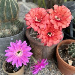 Cactus with Pink Flower Bud
