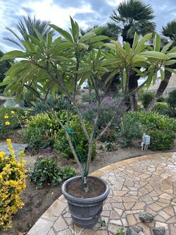 Potted Plumeria Tree in Large Nursery Pot