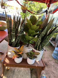 Plants For Sale 