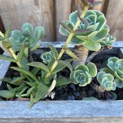 Succulents