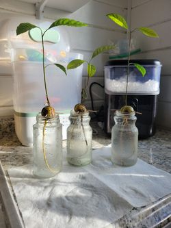 Avacodo Plant Babies