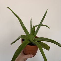Aloe Vera 
