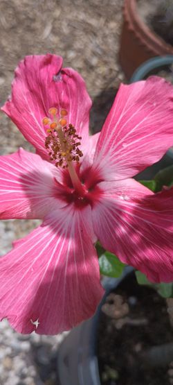 Hibiscus tree plants 🌺