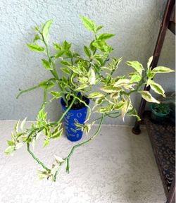 Euphorbia Tithymaloides plant