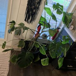 Plantsssss