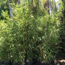 BAMBOO PLANTS - MULTIPLE VARIETIES AVAILABLE - APPROXIMATELY 4-6 FEET TALL 
