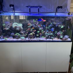 Redsea Reefer 750 XXL G2