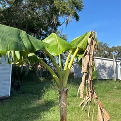 Banana Trees 