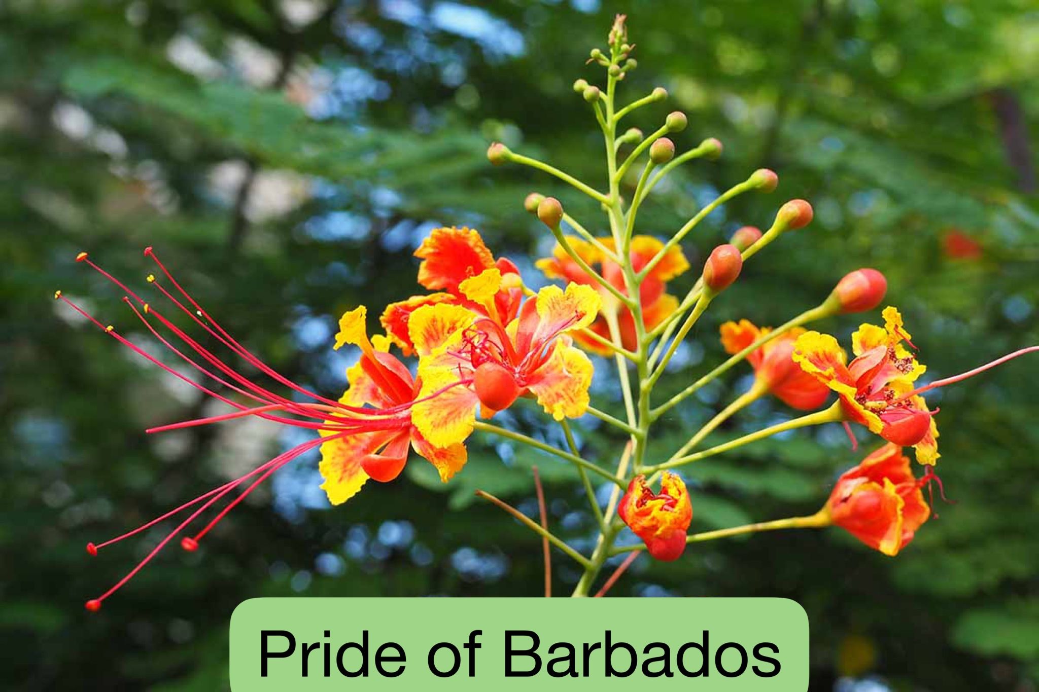 Pride of Barbados/ Peacock Flower