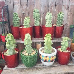 Totempole cactus