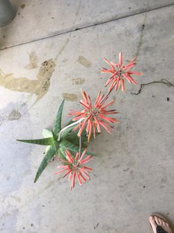 Blooming aloe plant
