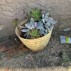 Succulents 