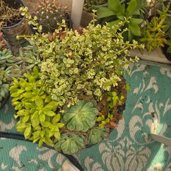 Huge pot of succulents
