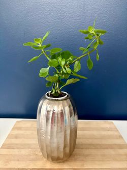 Healthy Kalanchoe in Silver Ribbed Vase