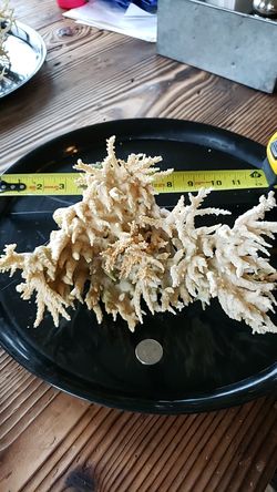 Coral