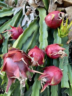 Organic Purple, Red, and White Dragon Fruit
