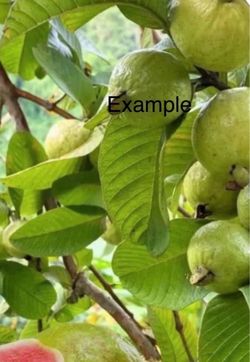 Guava fruit tree//arbol de Guayabas color de Rosa