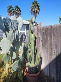 Exotic cactus plant