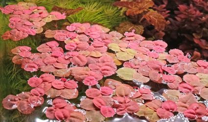 Red Root Floaters - Aquarium Plant