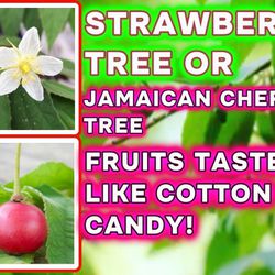 Jamaican Cherry (Strawberry Tree) Plant With Flowers