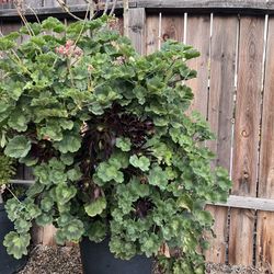 Large Potted red Geranium and Aeonium Succulent