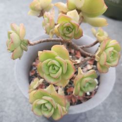 Beautiful aeonium lilypad succulent collection  multiheads old Mature ❤ Best deal 2 pots $39