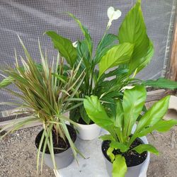 Plants (Dracaenaĺ, Fern And Peace Lily 6"pot $5 Each