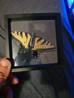 Eastern tiger swallowtail framed specimen