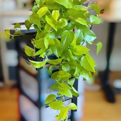 Epipremnum aureum ‘Neon Pothos‘ plant