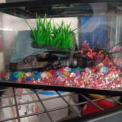 5 Gallon Fishtank