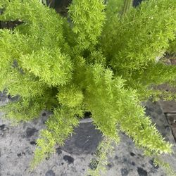 Asparagus Plant 